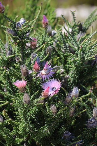 Phaenocoma prolifera, photograph 3