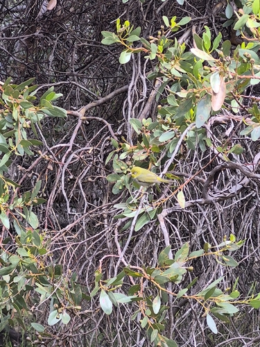 Silvereye