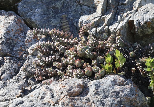 Crassula rupestris