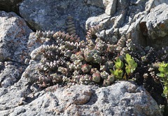 Crassula rupestris