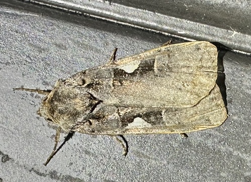 Setaceous Hebrew Character
