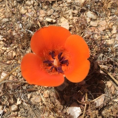 Calochortus kennedyi