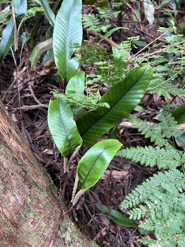 Pyrrosia lingua observed 2026-09-26