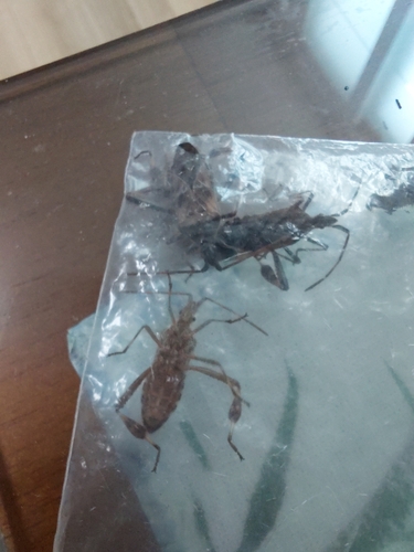 Western Conifer Seed Bug