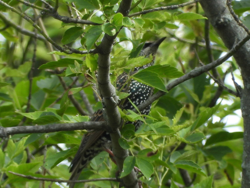European Starling