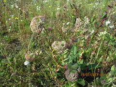 Hylotelephium maximum