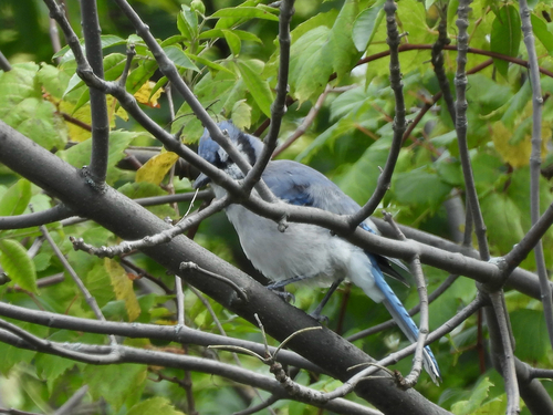 Blue Jay