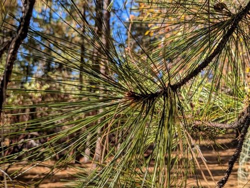 Western Ponderosa Pine