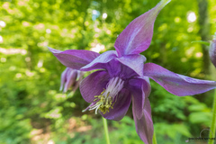 Aquilegia atrata