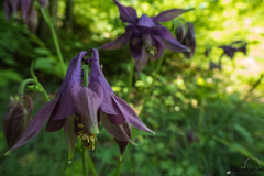 Aquilegia atrata