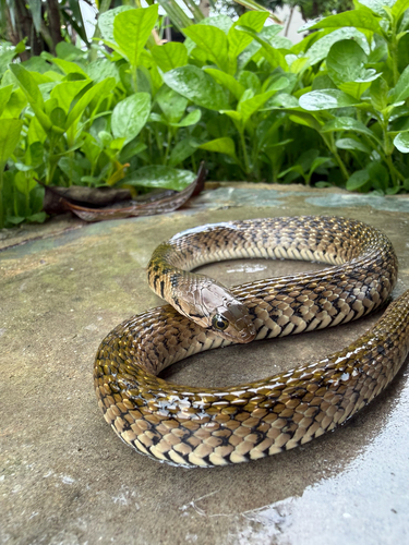 Yellow-spotted Keelback