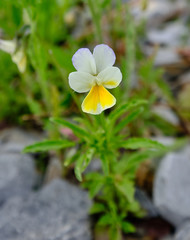 Viola arvensis