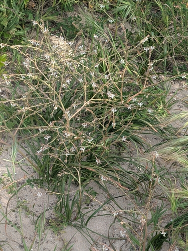 Branch Capespinach