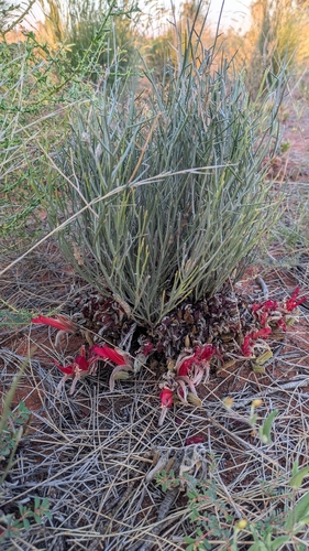 Leptosema chambersii, 2026-09-25