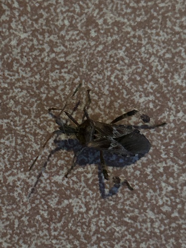 Western Conifer Seed Bug