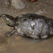 Chihuahuan Mud Turtle - Photo (c) David G. Barker, some rights reserved (CC BY-NC), uploaded by David G. Barker