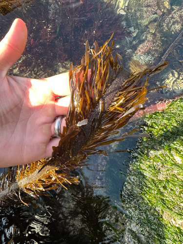 Feather Boa Kelp
