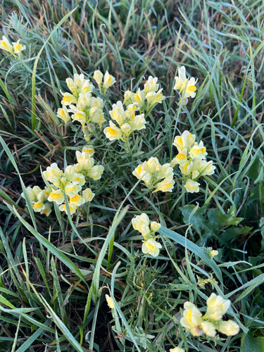 common toadflax