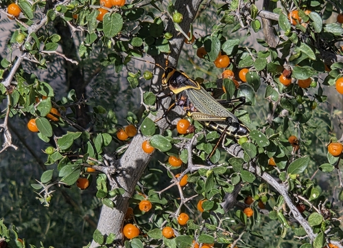 Horse Lubber Grasshopper