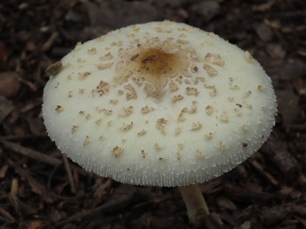 Chlorophyllum molybdites · May 2020 · photo: © chiuluan (iNaturalist, cc-by)