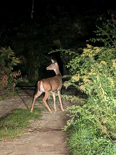 White-tailed Deer