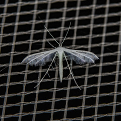 Pterophorus