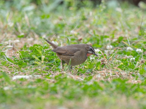 Siberian Rubythroat