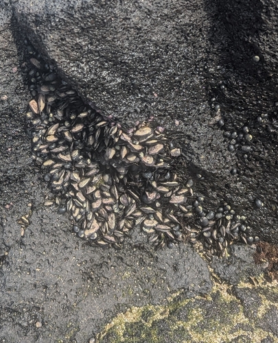 Isognomon californicum observed 2026-09-24