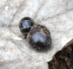 Glomeridae
