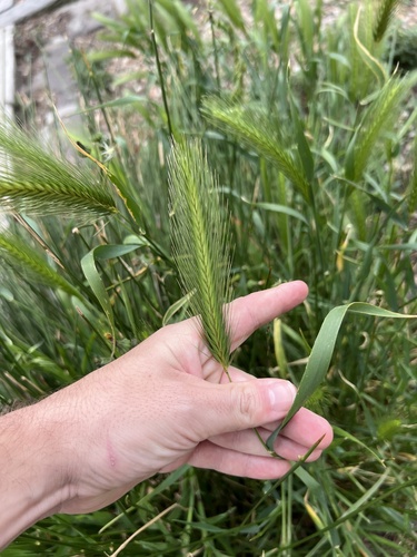 Hordeum murinum, photograph 2