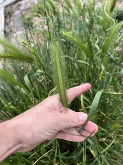 (c) Jared Shorma, some rights reserved (CC BY) Hordeum murinum, photograph (c) Jared Shorma, some rights reserved (CC BY)