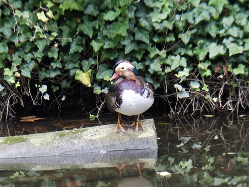 Mandarin Duck