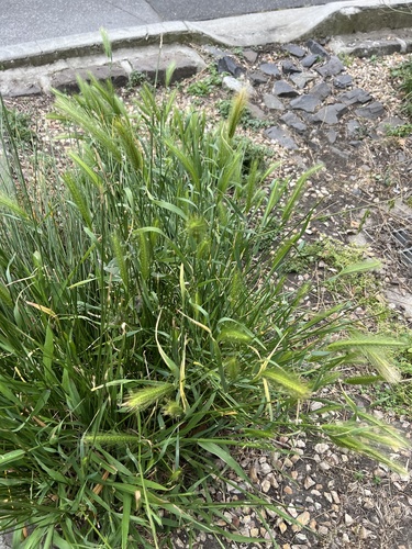 Hordeum murinum, photograph 3