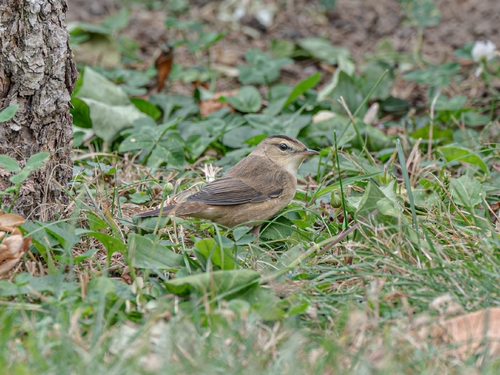 Black-browed Reed Warbler