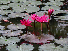 Nymphaea rubra