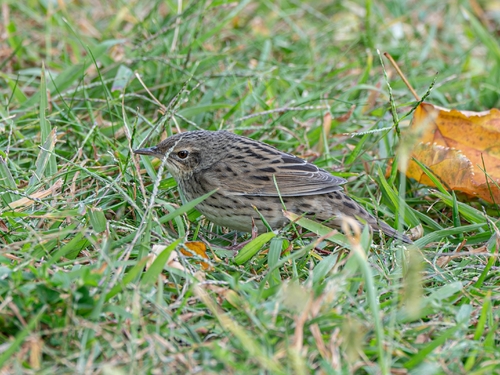 Lanceolated Warbler