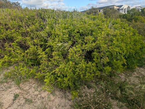 Brazilian pepper