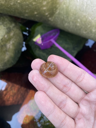 Tegula rustica observed 2026-09-26