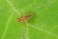 Norellisoma spinimanum