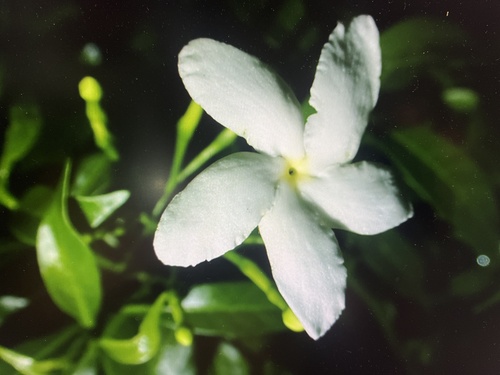 Crepe Jasmine