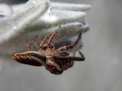 Opisthoncus serratofasciatus