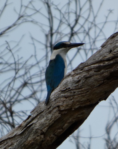 Sacred Kingfisher