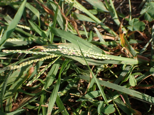Digitaria violascens observed 2026-09-24