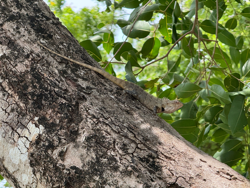Indian Garden Lizard