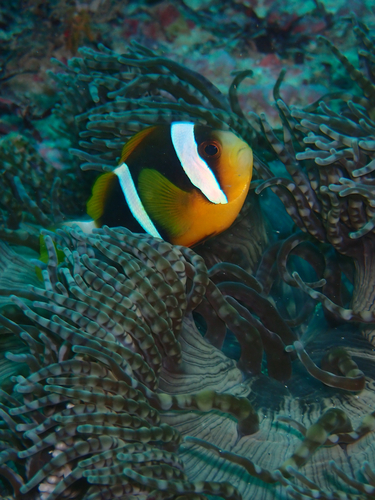 Amphiprion allardi observed 2026-09-25