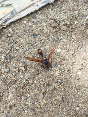 Oreumenes decoratus