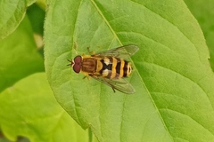 Syrphus ribesii
