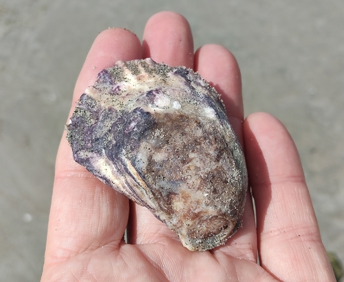 Ostrea chilensis observed 2026-09-26