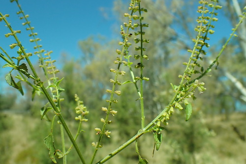 Basilicum polystachyon observed 2026-09-07