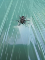 Aegomorphus clavipes